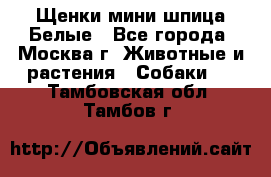Щенки мини шпица Белые - Все города, Москва г. Животные и растения » Собаки   . Тамбовская обл.,Тамбов г.